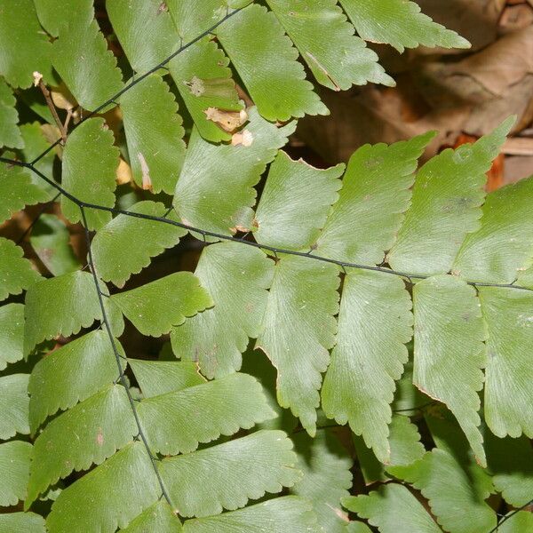 Adiantum philippense Leaf