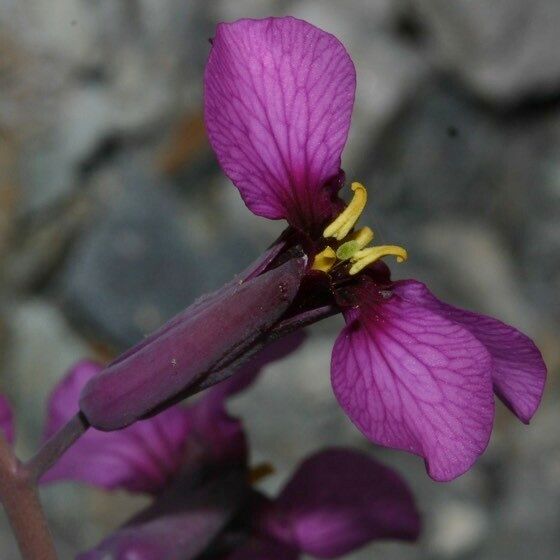 Moricandia moricandioides Flower