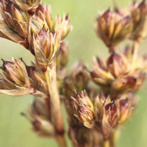 Juncus maritimus Žiedas