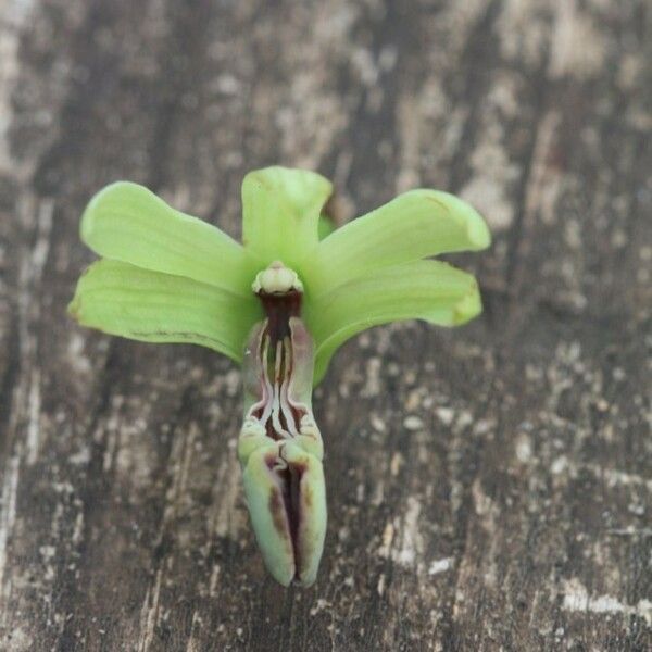 Dendrobium deplanchei Floro