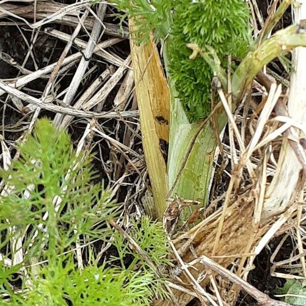 Foeniculum vulgare Bark