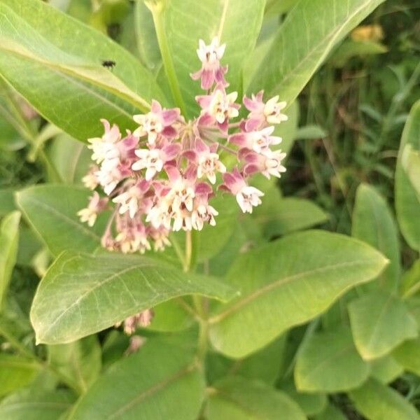 Asclepias syriaca Flor