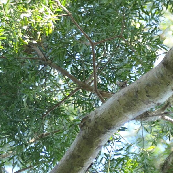 Afrocarpus falcatus Bark