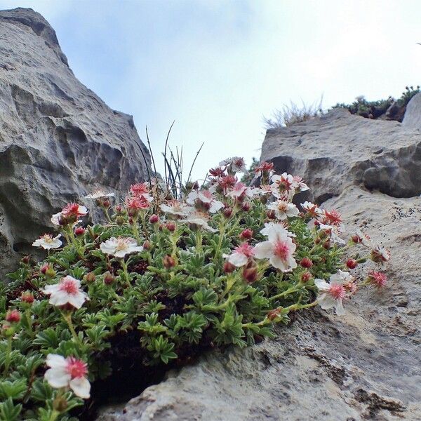 Potentilla nitida Habitat