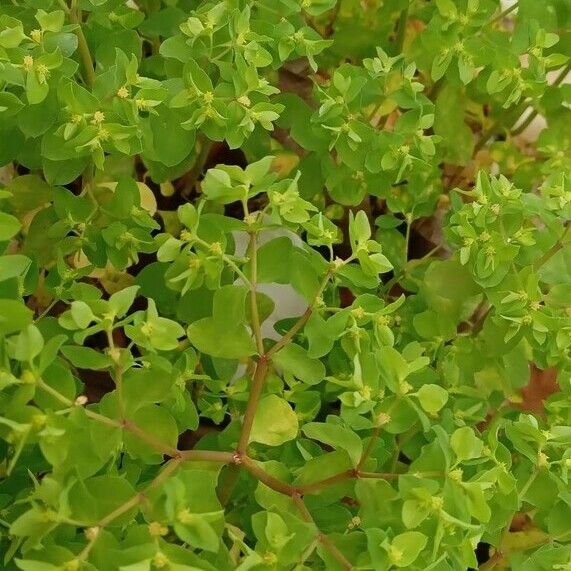 Euphorbia peplus Hábito