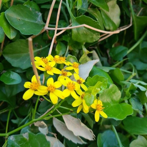 Senecio angulatus Kukka