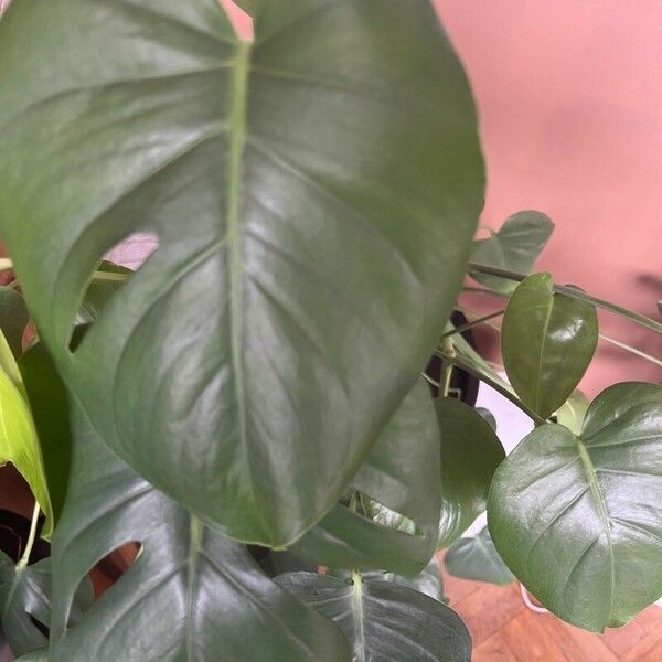 Philodendron hederaceum পাতা