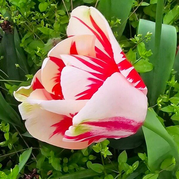 Tulipa agenensis Flower