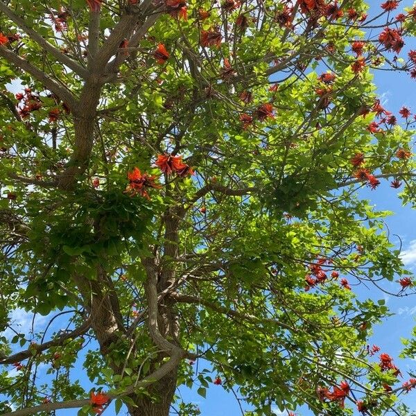 Erythrina variegata Квітка