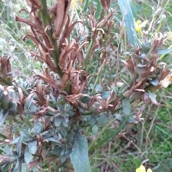 Oenothera × fallax Hábito