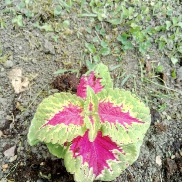 Amaranthus dubius Blomst