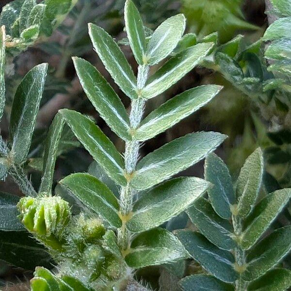 Tribulus terrestris Leaf