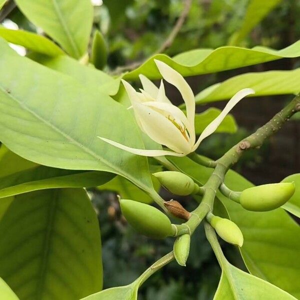 Magnolia × alba Flor