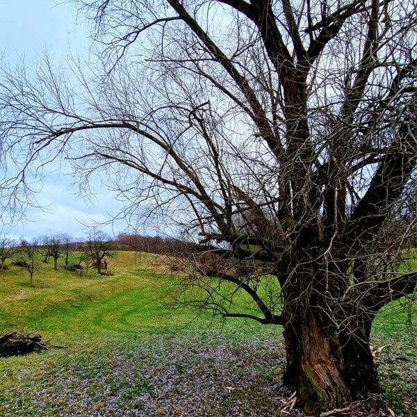 Salix alba Кора