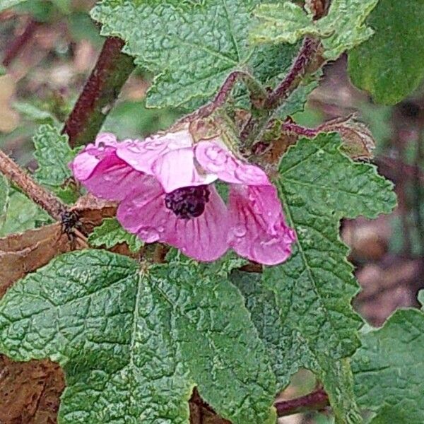 Anisodontea capensis Kwiat