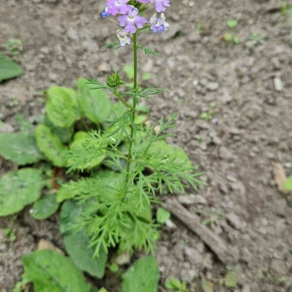 Verbena bipinnatifida Flower