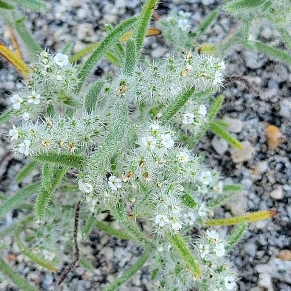 Cryptantha clevelandii പുഷ്പം