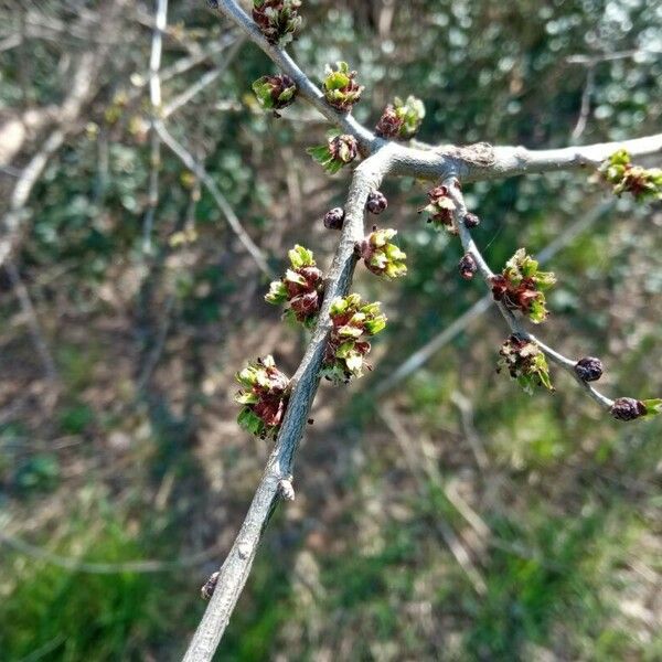 Ulmus glabra Blad