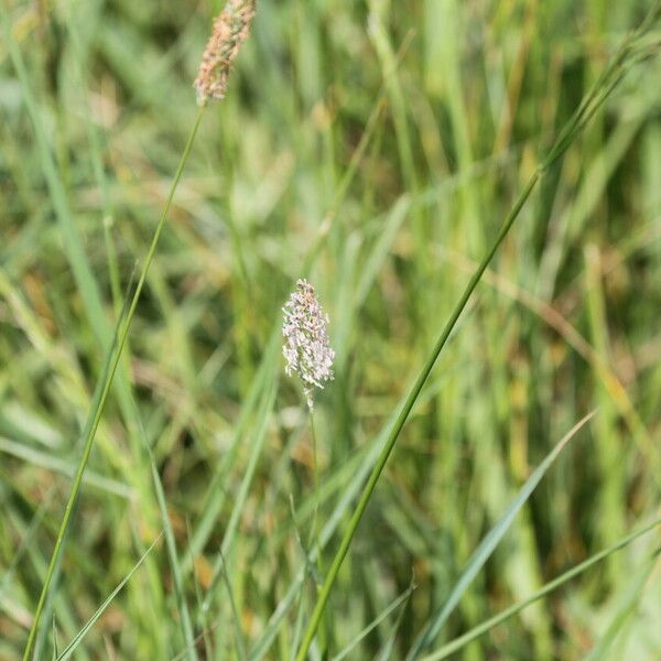 Alopecurus geniculatus Flower