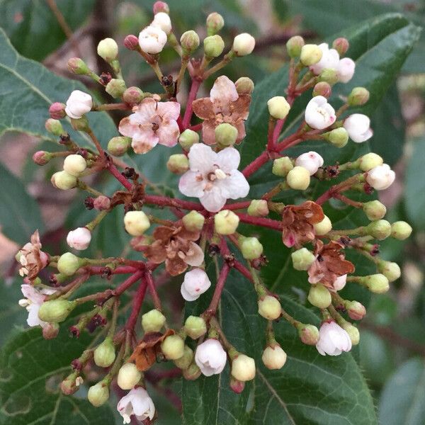 Viburnum tinus Blüte