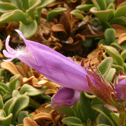 Penstemon davidsonii Flors