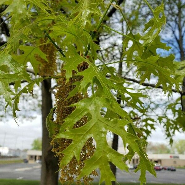 Quercus palustris Fulla