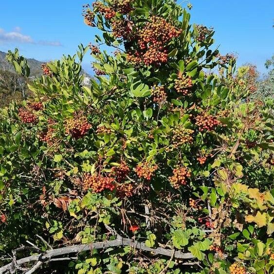 Photinia arbutifolia Fruit