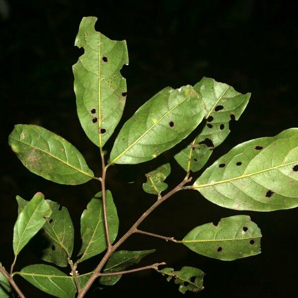 Ocotea cinerea Blad