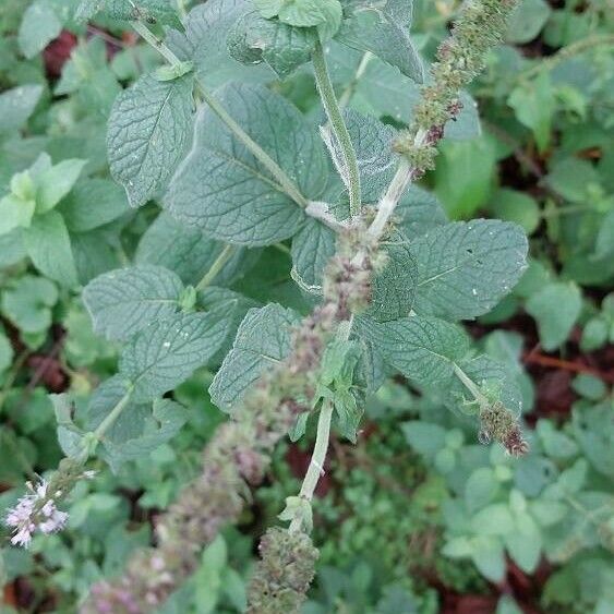 Mentha × rotundifolia 叶