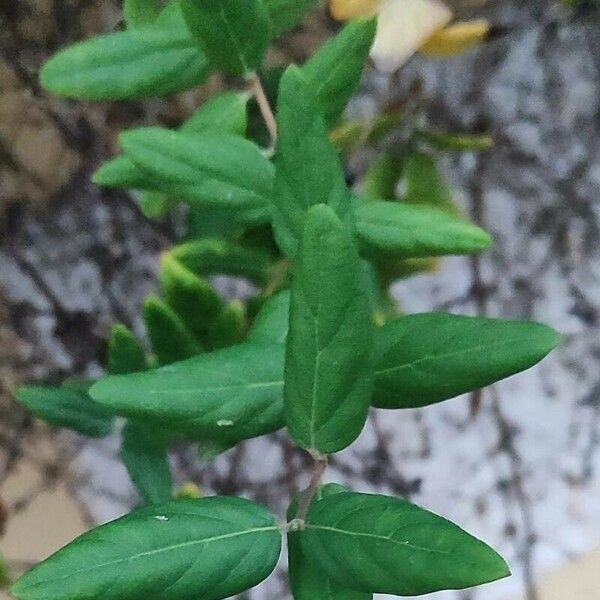 Lonicera japonica Lehti