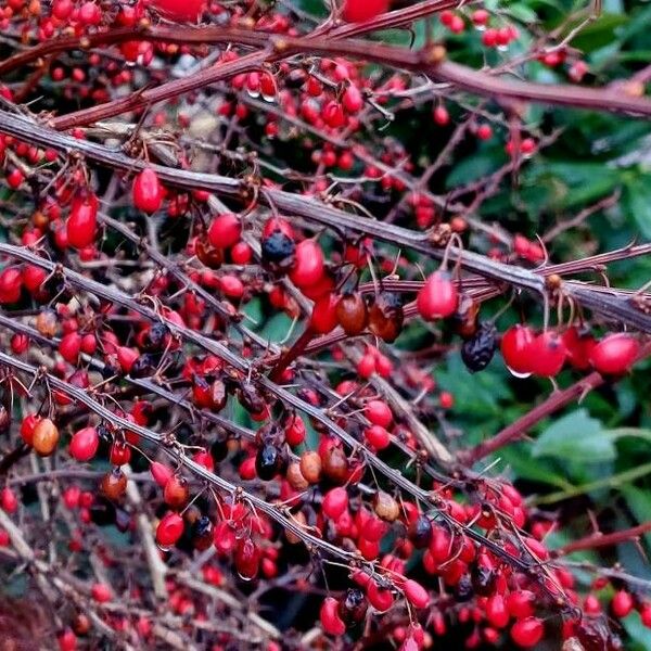 Berberis thunbergii Fruit