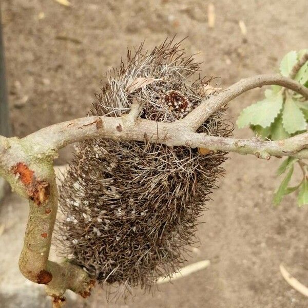 Banksia praemorsa Meyve