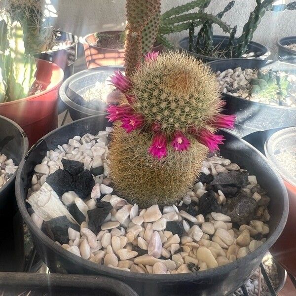 Mammillaria spinosissima Flower