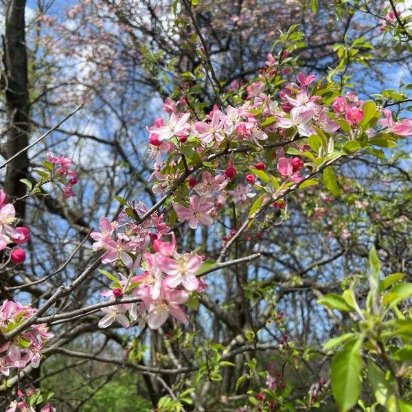 Malus coronaria Flower