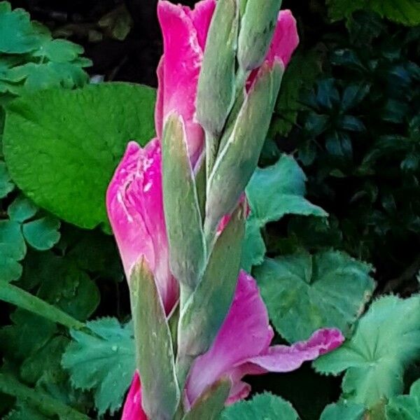 Gladiolus communis Květ