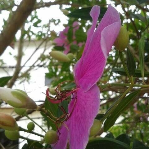 Tibouchina granulosa Žiedas