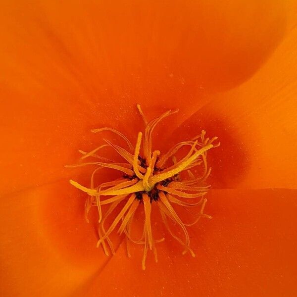 Eschscholzia californica Floro