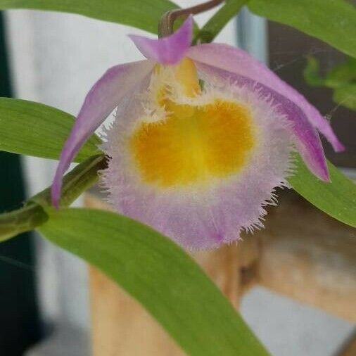 Dendrobium loddigesii Flower