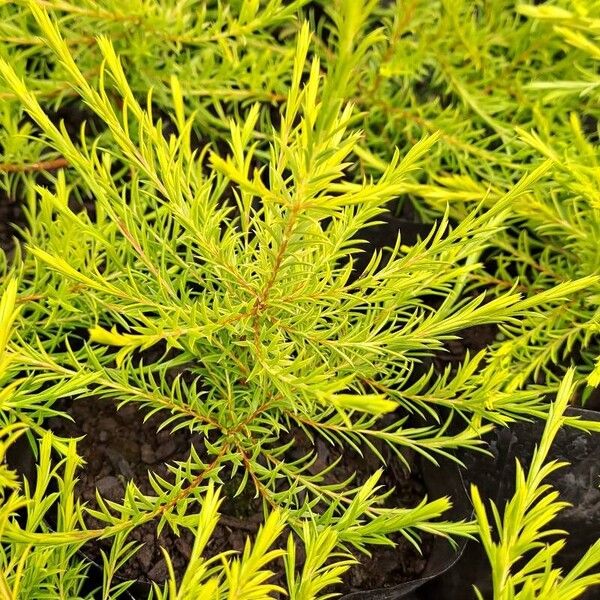 Diosma hirsuta Blad