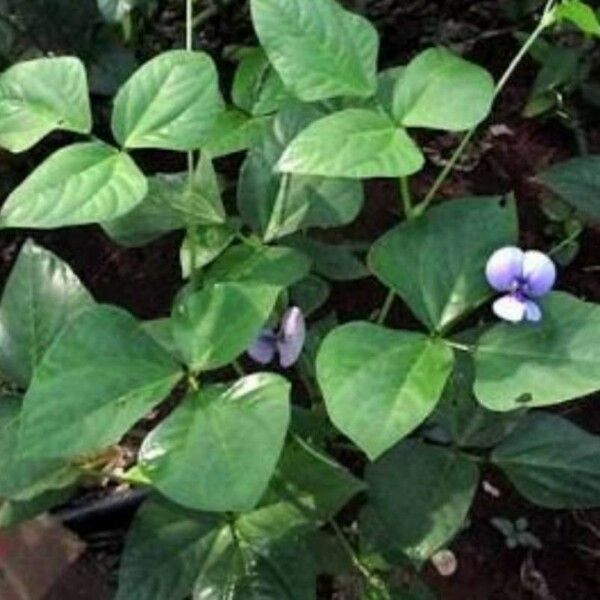 Vigna unguiculata Flor