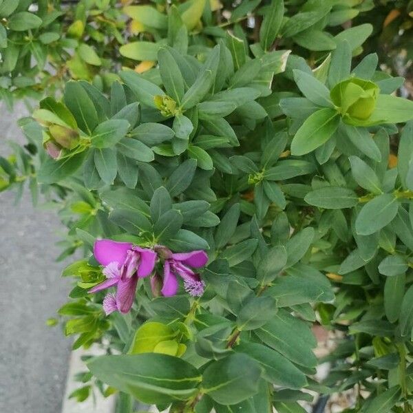 Polygala myrtifolia Blatt