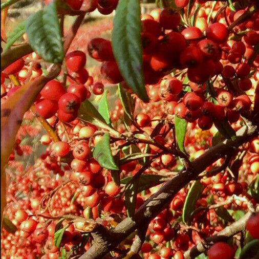 Cotoneaster salicifolius Vili