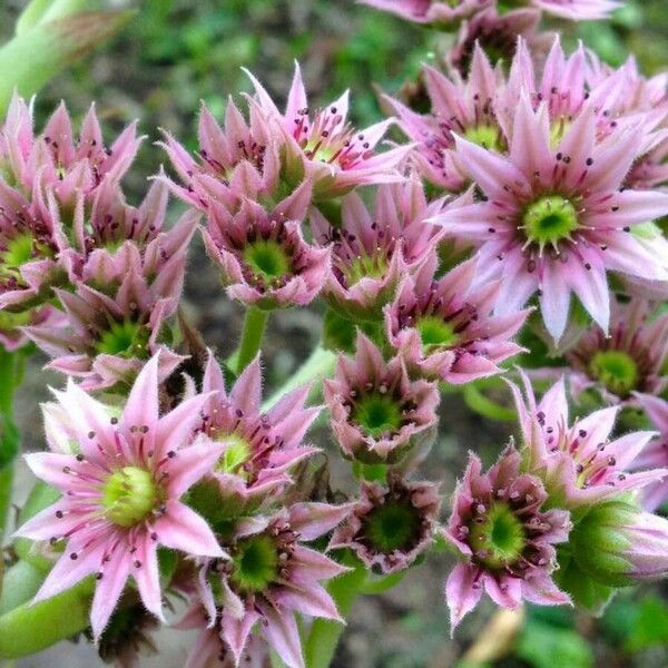 Sempervivum arachnoideum ফুল