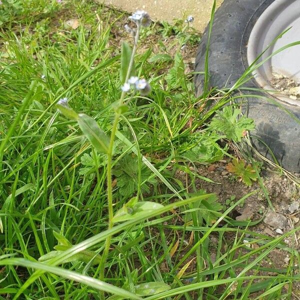 Myosotis arvensis Flor