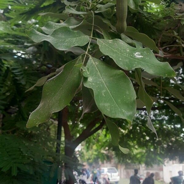 Cassia fistula Leaf