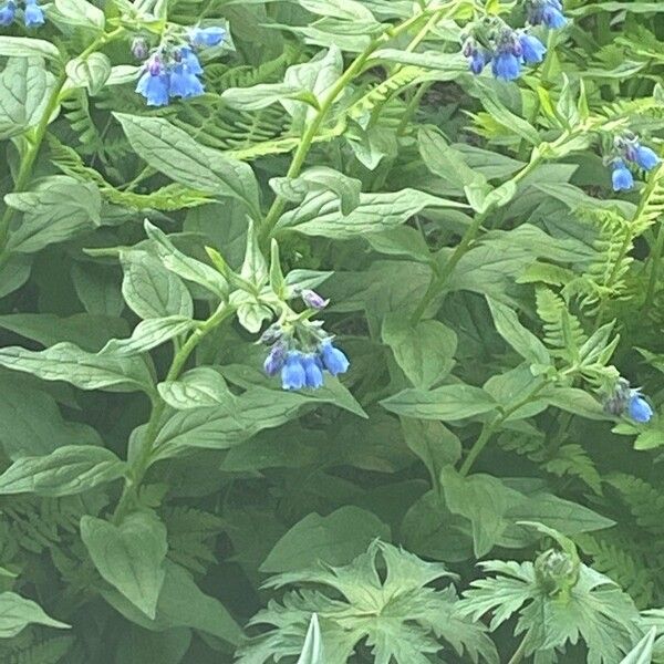 Mertensia paniculata Flower