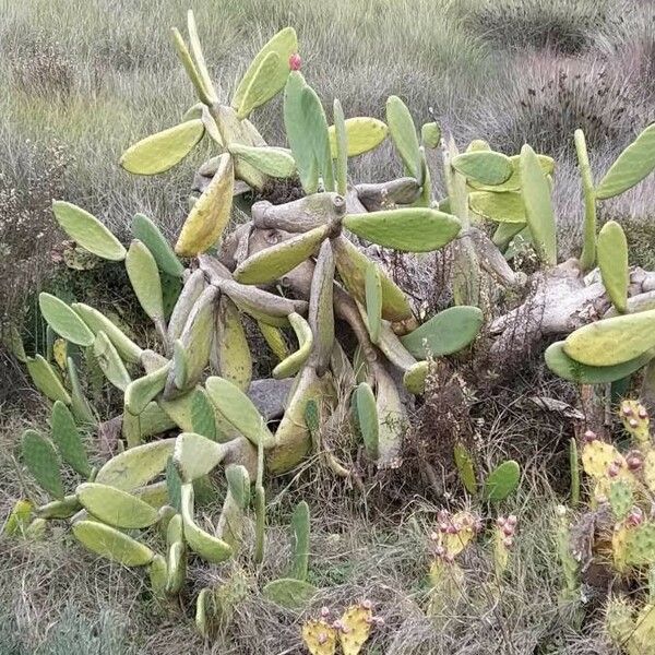 Opuntia ficus-indica Folha