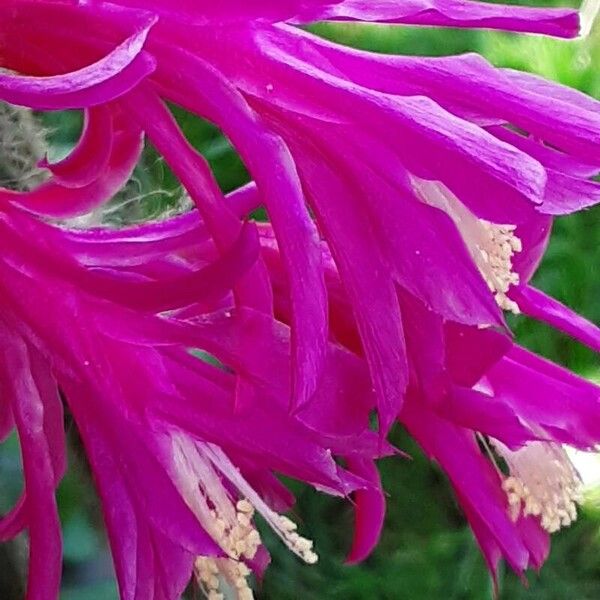 Aporocactus flagelliformis 花