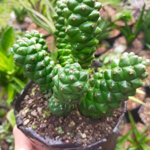 Euphorbia ritchiei Leht