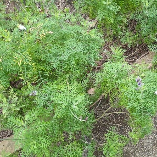 Lavandula canariensis Natur